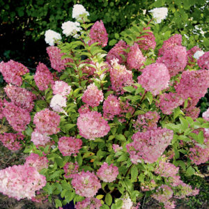 Гортензия метельчатая Сандей Фрайз <br>Bhydrangea paniculata Sundae Fraise