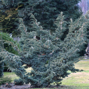 Можжевельник чешуйчатый Майери <br>Juniperus squamata Meyeri