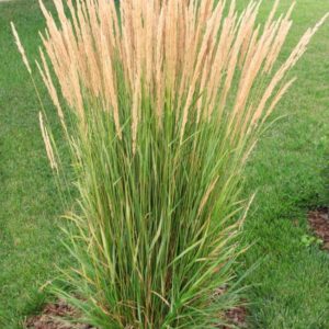 Вейник остроцветковый Карл Фёрстер <br>Calamagrostis acutiflora Karl foerster