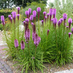 Лиатрис <br>Liatris spicata