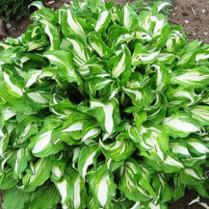 Хоста Медиавариагетта<br>Hosta Mediovariegata