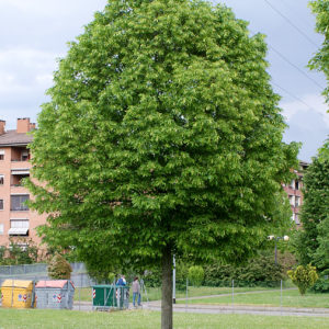 Липа мелколистная <br>tilia cordata