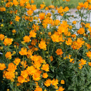 Купальница Голден Куин <br>Trollius chinensis Golden Queen