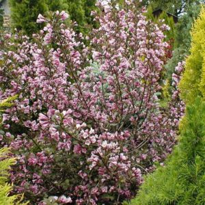 Вейгела флорида Виктория <br>Weigela florida Victоria