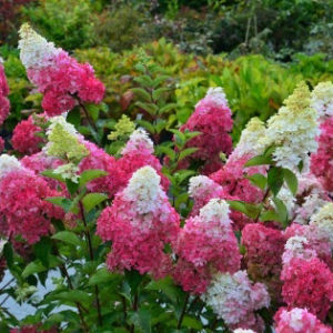 Гортензия метельчатая Фрайз Мельба <br>Hydrangea paniculata Fraise Melba