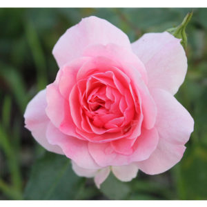 Роза флорибунда Боника 82 <br>Rose floribunda Bonica 82