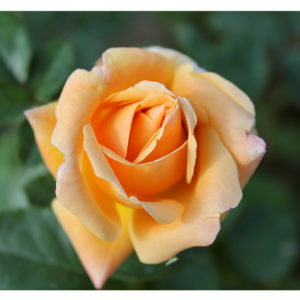Купить Роза флорибунда Раффлс Дрим Rosa floribunda Ruffles Dream - в ...