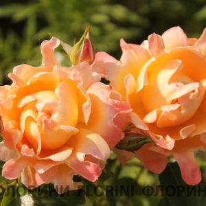 Роза флорибунда Раффлс Дрим <br>Rosa floribunda Ruffles Dream