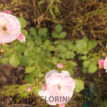 florini-2016-06-29-роза-боника-02