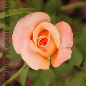 Купить Роза флорибунда Раффлс Дрим Rosa floribunda Ruffles Dream - в ...