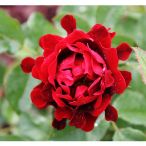 Роза флорибунда Раффлс Индиан <br>Rose floribunda Indian’s Ruffles