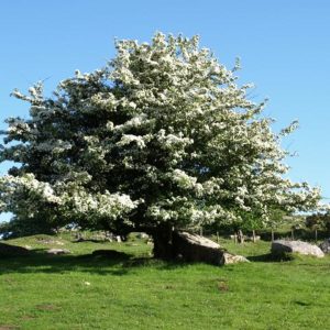 Боярышник однопестичный <br>Crataegus monogyna