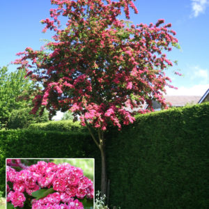 Боярышник колючий Паули <br>Crataegus oxyacantha Pauli