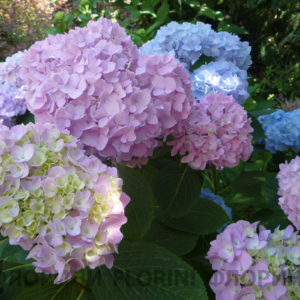 Гортензия крупнолистная <br/>Hydrangea macrophylla