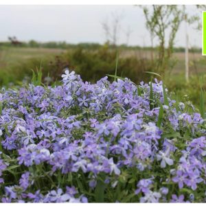 Флокс растопыренный <br>Phlox divaricata