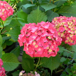 Гортензия крупнолистная<br/>Hydrangea macrophylla Admiration