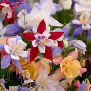 Аквилегия <br>Aquilegia