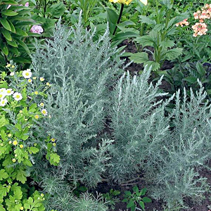 Полынь Шмидта  <br>Artemisia schmidtiana
