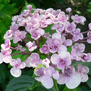 Гортензия крупнолистная<br/>Hydrangea macrophylla Ayesha