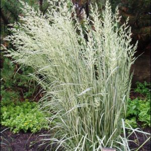 Вейник остроцветковый Овердам <br>Calamagrostis acutiflora Overdam