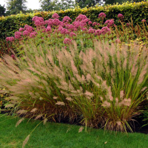 Вейник коротковолосистый <br>Calamagrostis brachytricha