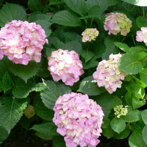 Гортензия крупнолистная <br/>Hydrangea macrophylla Early Sensation