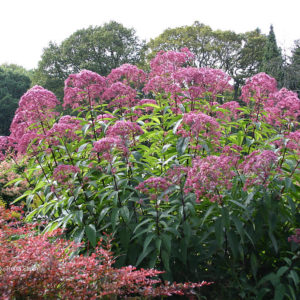 Посконник пятнистый Атропурпуреум <br>Eupatorium maculatum Atropurpureum