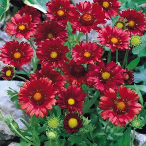 Гайлардия Бургундер <br>Gaillardia aristata Burgunder