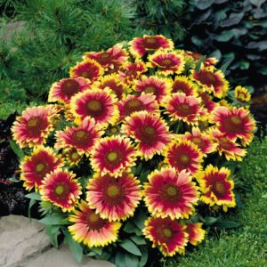 Гайлардия  Аризона Сан<br>Gaillardia aristata Arizona Sun