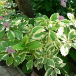 Гортензия крупнолистная Вариегата<br/>Hydrangea macrophylla Variegata