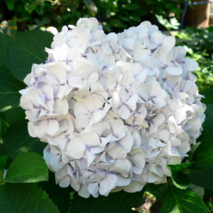 Гортензия крупнолистная<br/> Hydrangea macrophylla Soeur Therese