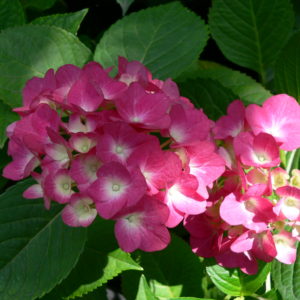 Гортензия крупнолистная <br/>Hydrangea macrophylla Green Shadow