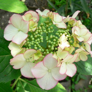 Гортензия крупнолистная <br/>Hydrangea macrophylla Hovaria Love You Kiss