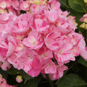 Гортензия крупнолистная<br/> Hydrangea macrophylla Hovaria Sweet Fantasy