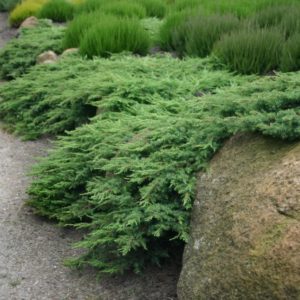 Можжевельник обыкновенный Грин Карпет <br>Juniperus communis Green Carpet
