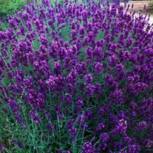 Лаванда Хидкот Блю <br>Lavandula angustifolia Hidcote Blue