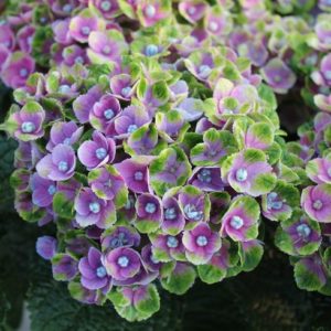 Гортензия крупнолистная<br/> Hydrangea macrophylla ‘Magical Amethyst