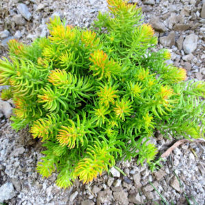 Седум (очиток) отогнутый – скальный Ангелина <br>Sedum reflexum  Angelina