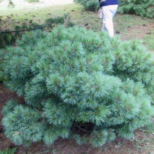 Сосна веймутова Блю Шег <br>Pinus strobus Blue Shag