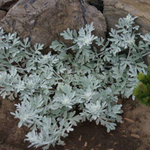 Полынь Стеллера  <br>Artemisia stellerana