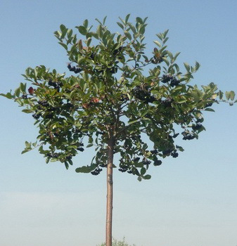Арония черноплодная дерево