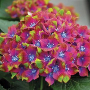 Гортензия крупнолистная<br/> Hydrangea macrophylla Schloss Wackerbarth