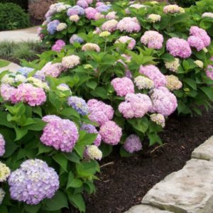 Гортензия крупнолистная<br/>Hydrangea macrophylla Original Endless Summer