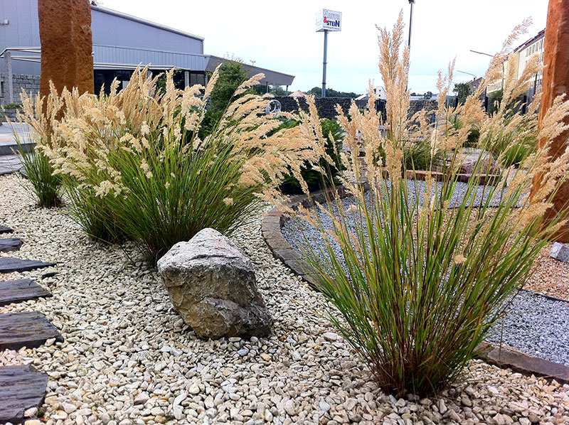 Купить Ковыль (Чий) вейниковый Stipa calamagrostis - в питомнике Флорини