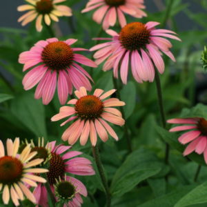 Эхинацея пурпурная Саммер Коктейль <br>Echinacea purpurea Summer Cocktail