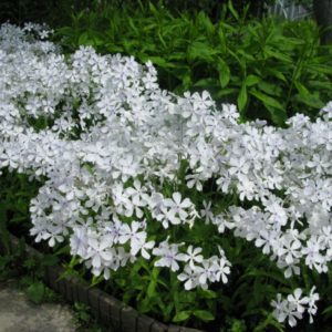 Флокс растопыренный Вайт Парфюм <br>Phlox divaricata White parfume