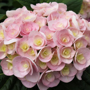 Гортензия крупнолистная<br/> Hydrangea macrophylla You & Me Love