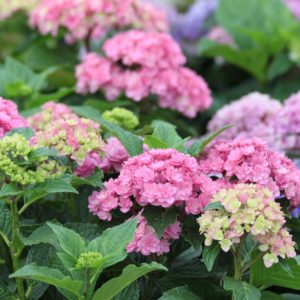 Гортензия крупнолистная Ю энд Ми Тугезе <br/> Hydrangea macrophylla You & Me Together