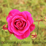 florini-2016-06-16-роза-хайди-клум-02