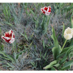 florini-тюльпан-15-05-02-14